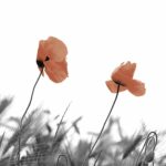 Servetel decoupage - Two poppies - 33x33cm