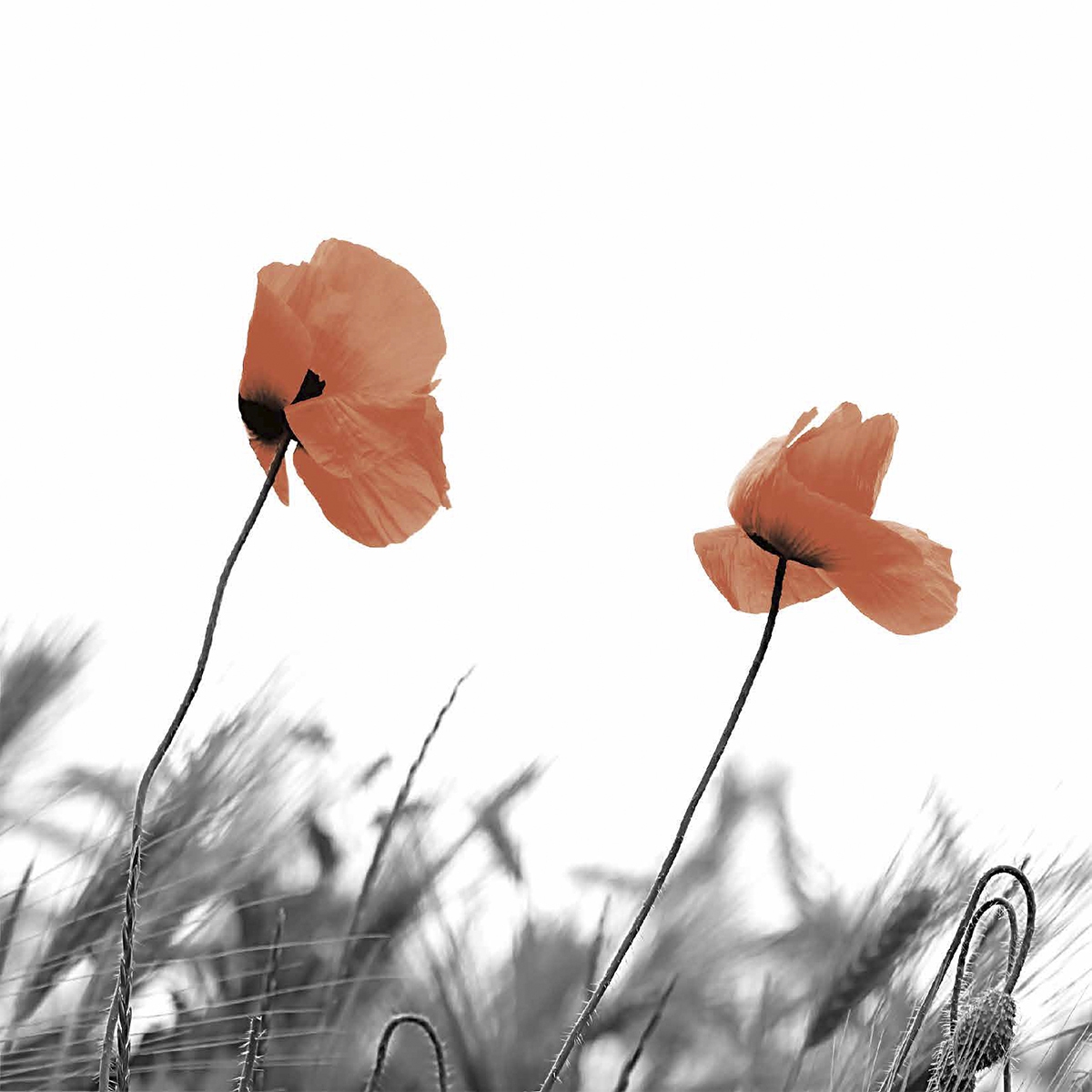 Șervețel decoupage - Two poppies - 33x33cm 1 Șervețel decoupage - Two poppies - 33x33cm