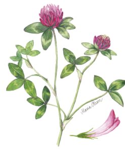 Șervețel Decoupage - Red Clover  - 33x33 cm