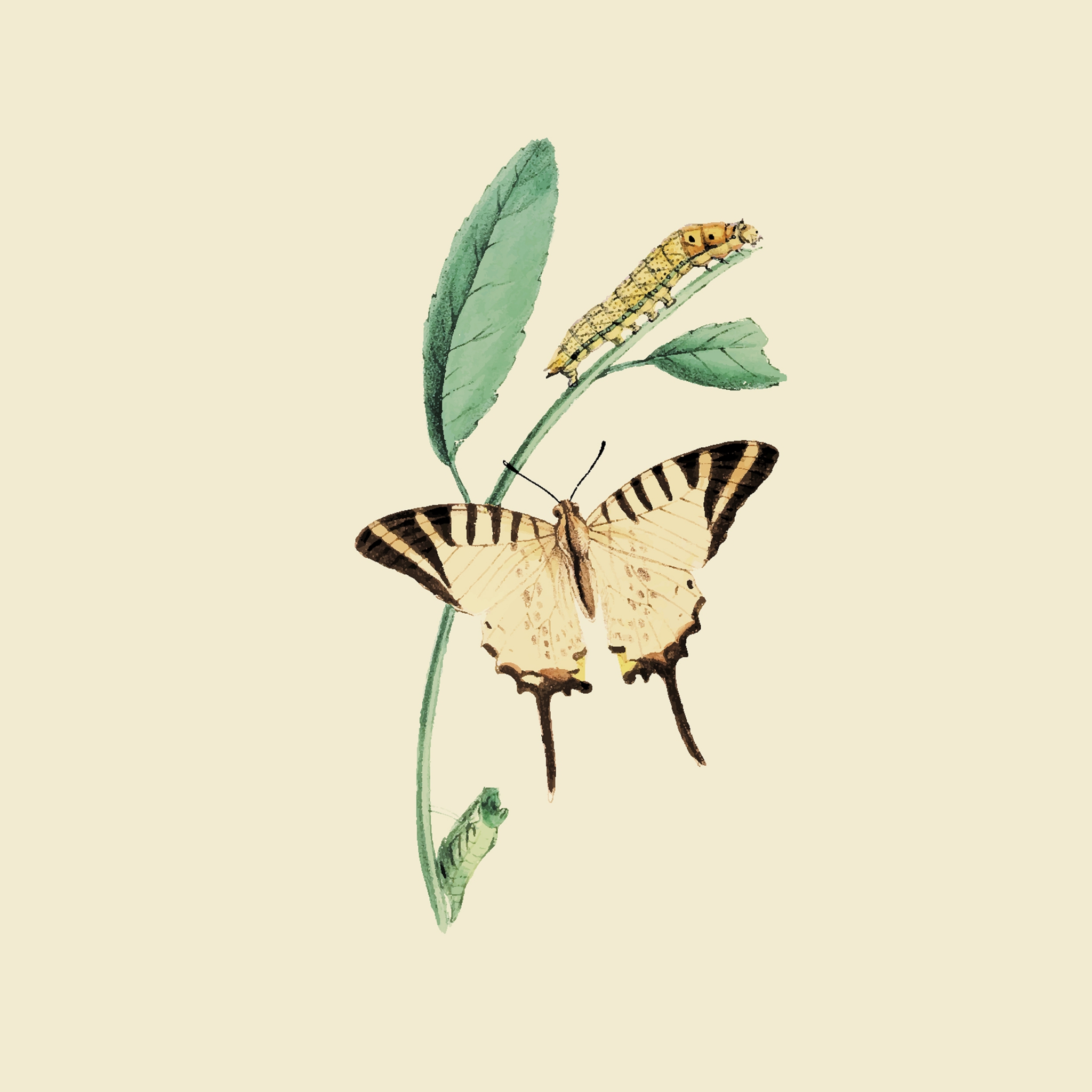 Șervețel – Nature Butterfly – 33×33 cm 1 Șervețel – Nature Butterfly – 33×33 cm