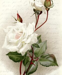 Hârtie de orez – White Rose – A4