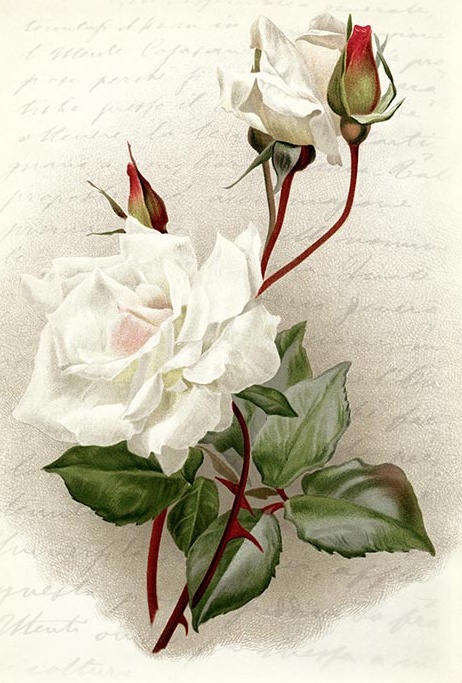 Hârtie de orez – White Rose – A4 1 Hârtie de orez – White Rose – A4