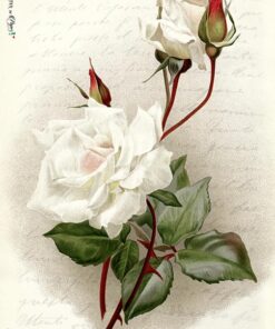 Hârtie de orez – White Rose – A3