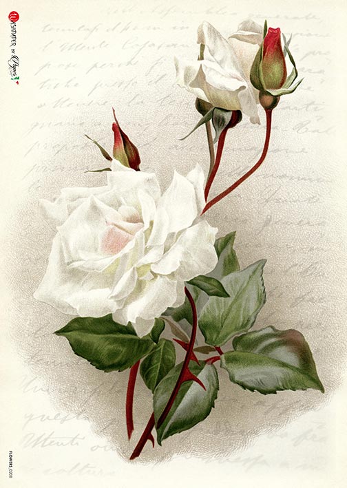 Hârtie de orez – White Rose – A3 1 Hârtie de orez – White Rose – A3