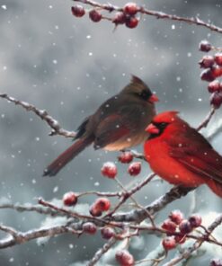 Șervețel - Cardinal Birds - 33x33 cm