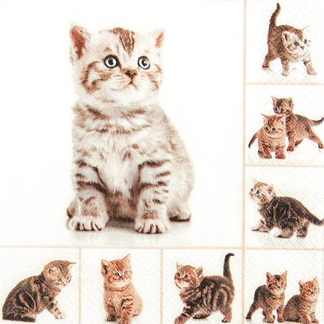 Șervețel - Meow - 33x33 cm 1 Șervețel - Meow - 33x33 cm