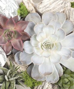 Șervețel - Succulent Plants and Stones - 33x33 cm