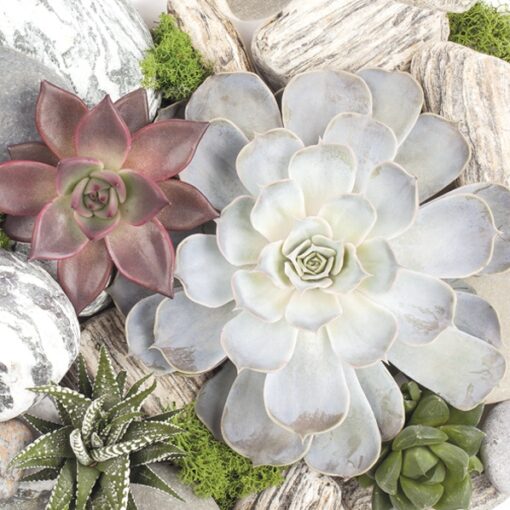Șervețel - Succulent Plants and Stones - 33x33 cm 1