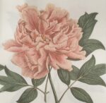 Șervețel - Vintage Rose – 33×33 cm