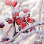 Șervețel - Frozen Rosehips - 33x33 cm
