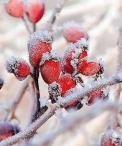 Șervețel - Frozen Rosehips - 33x33 cm
