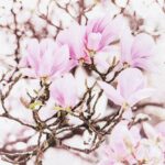 Șervețel - Pink Magnolia - 33x33 cm