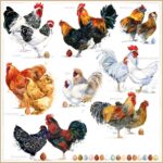 Șervetel - Poulets - 33x33 cm