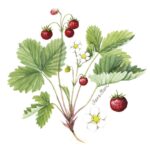 Șervețel - Wild Strawberry - 33x33 cm