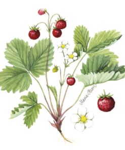 Șervețel - Wild Strawberry  - 33x33 cm