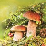 Servetel - Couple of Boletus - 33x33cm