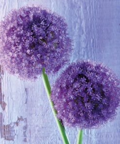 Șervețel Decoupage - Purple Allium - 33x33 cm