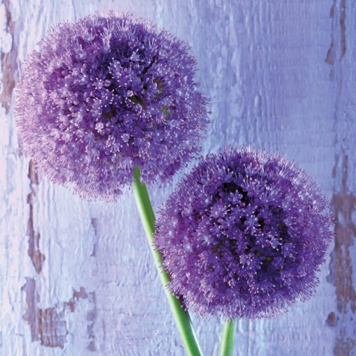 Șervețel Decoupage - Purple Allium - 33x33 cm 1