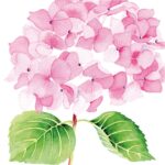 Servetel - Hydrangea rose - 33x33 cm