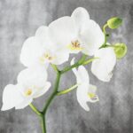 Șervețel - White Orchid - 33x33 cm