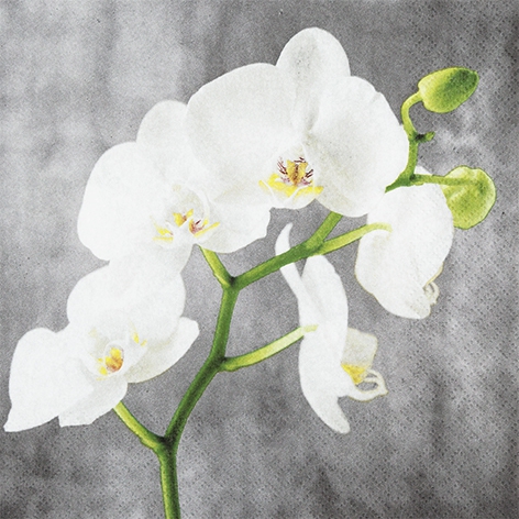 Șervețel - White Orchid - 33x33 cm 1 Șervețel - White Orchid - 33x33 cm
