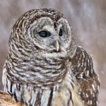 Șervețel decoupage - Barred Pattern Owl - 33x33 cm