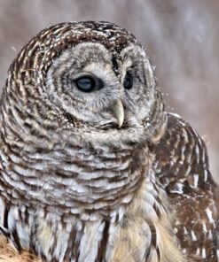 Șervețel decoupage - Barred Pattern Owl - 33x33 cm