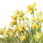 Șervețel - Golden Daffodils - 33x33 cm