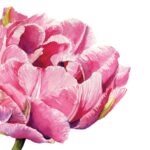 Șervețel - Pink Parrot Tulip - 33x33 cm Șervețel - Pink Parrot Tulip - 33x33 cm