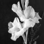 Șervețel decoupage - Gladiolus - 33x33 cm