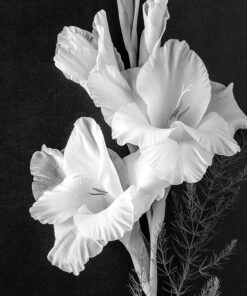 Șervețel decoupage - Gladiolus - 33x33 cm