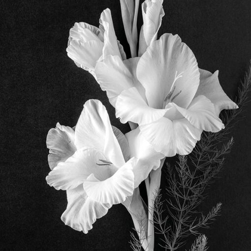 Șervețel decoupage - Gladiolus - 33x33 cm 1