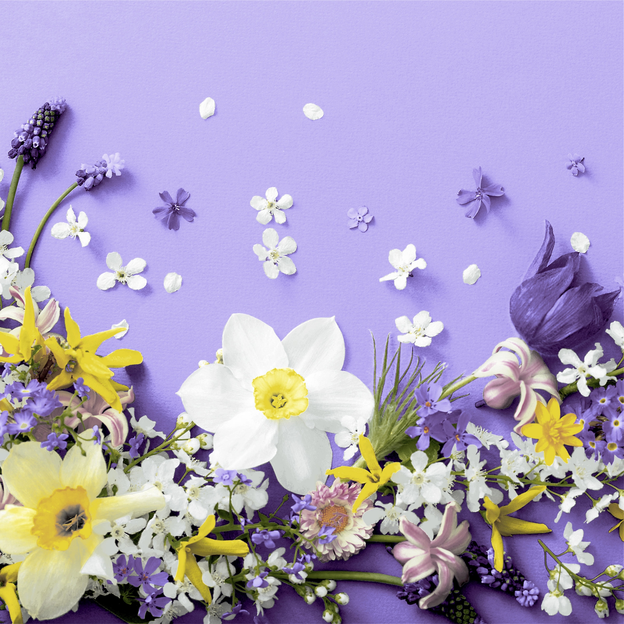 Șervețel - Soft spring lilacs - 33x33 cm 1 Șervețel - Soft spring lilacs - 33x33 cm