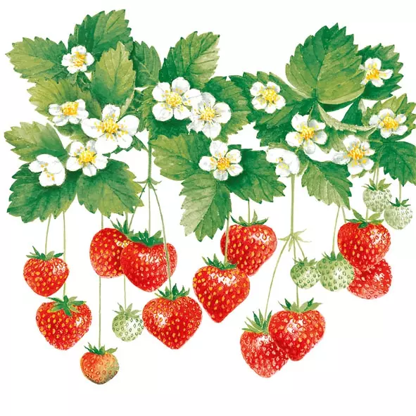 Șervețel - Summer Fruits - 33x33 cm 1 Șervețel - Summer Fruits - 33x33 cm