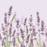 Șervețel – Lavender Shades lila– 33×33 cm