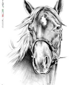 Hârtie de orez – Black and white horse – A5