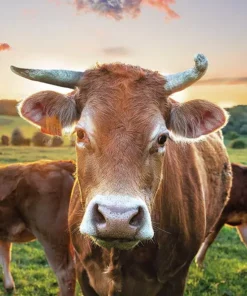 Șervețel - Cow In Sunset - 33x33 cm