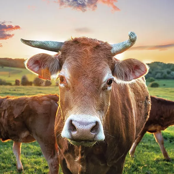 Șervețel - Cow In Sunset - 33x33 cm 1 Șervețel - Cow In Sunset - 33x33 cm