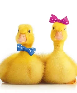 Șervețel - Little Ducks - 33x33 cm