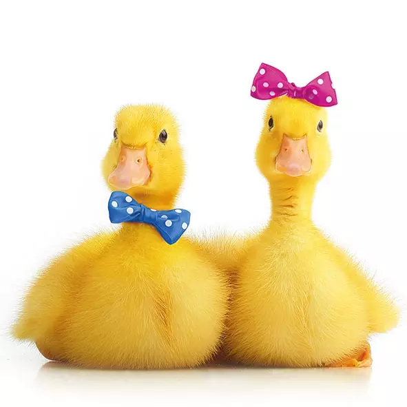 Șervețel - Little Ducks - 33x33 cm 1 Șervețel - Little Ducks - 33x33 cm