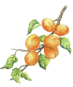 Șervețel - Marille - 33x33 cm