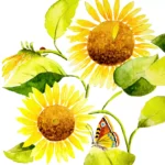 Șervețel - Sunflowers - 33x33 cm