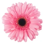 Șervețel - Gerbera - 33x33 cm