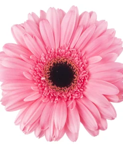 Șervețel - Gerbera - 33x33 cm