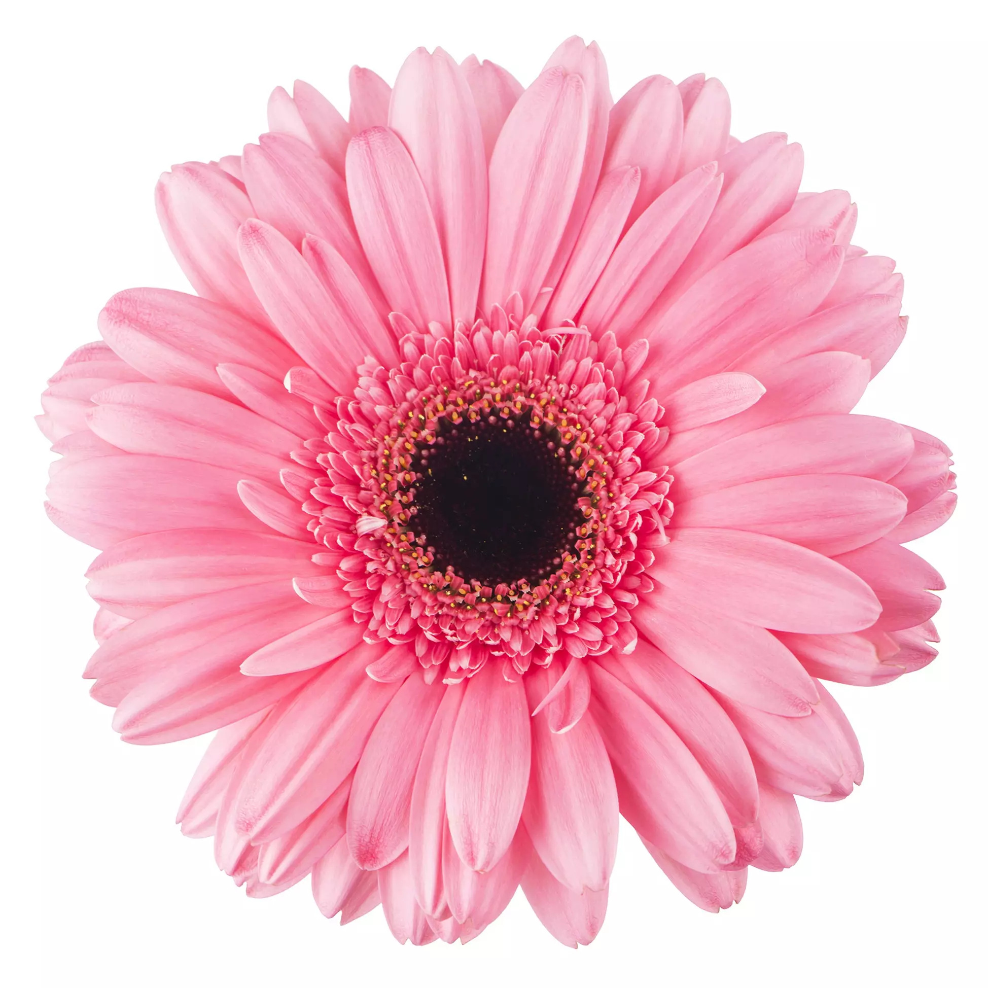 Șervețel - Gerbera - 33x33 cm 1 Șervețel - Gerbera - 33x33 cm