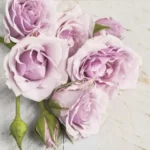 Șervețel - Light Pink Roses with Buds - 33x33 cm