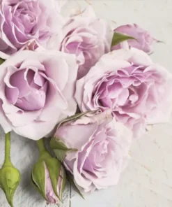 Șervețel - Light Pink Roses with Buds - 33x33 cm