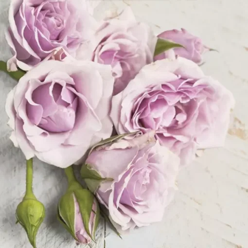 Șervețel - Light Pink Roses with Buds - 33x33 cm 1