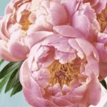 Șervețel - Pink Peony - 33x33 cm