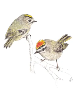 Șervețel - Roitelets - 33x33 cm